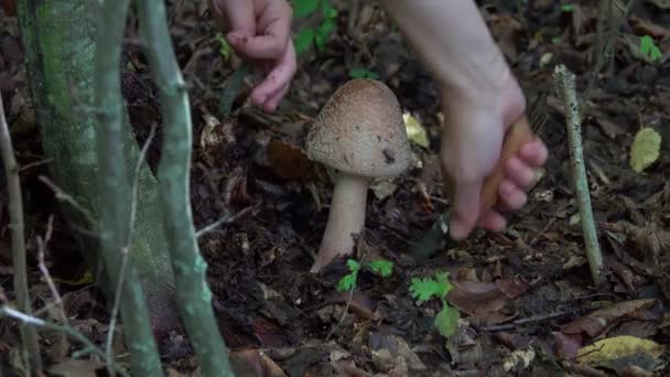 Donna Raccolta Blusher Funghi Amanita Rubescens Che Cresce Nella Foresta — Video Stock