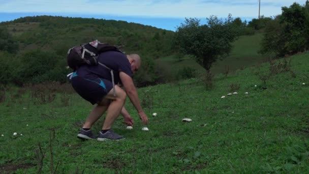 Man Picking Baby Bella Agaricus Bisporus Cogumelos Crescendo Campo Perto — Vídeo de Stock