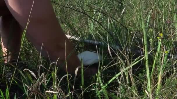 Cueillette Par Homme Bébé Bella Agaricus Bisporus Champignons Poussant Sur — Video