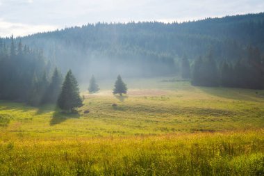 Bulgaristan 'da yaz çayırı ve Rodop dağlarıyla muhteşem bir manzara.