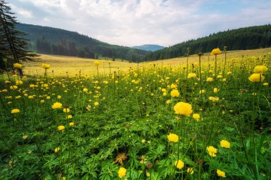Sarı şakayıklarla kaplı güneşli bir dağ çayırı manzarası