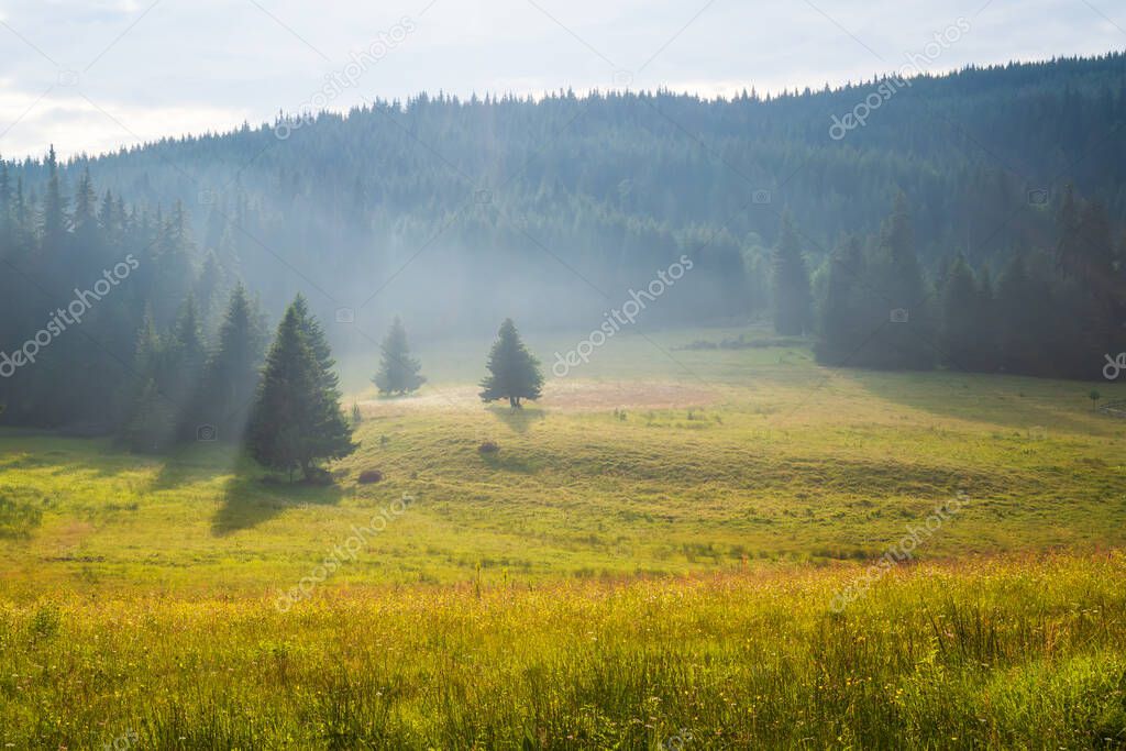 Amazing view with a summer mountain meadow, Rhodope mountains in Bulgaria	