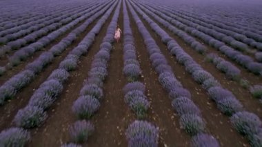 Elbiseli küçük bir kızın üzerinden İHA uçuşu büyük bir lavanta tarlasında koşuyor..