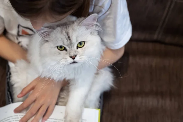 Schattig Klein Meisje Met Zilverkleurige Chinchilla Kat Handen Het Lezen — Stockfoto