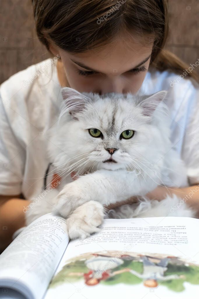 Cute little girl with silver shaded chinchilla cat in hands, reading a book