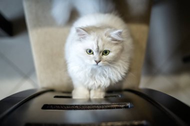 Güzel bir Pers çinçilya kedisinin yakın plan görüntüsü, gümüşi gölgeli, uzun tüylü, yeşil gözlü, sandalyeye tırmanmaya çalışan