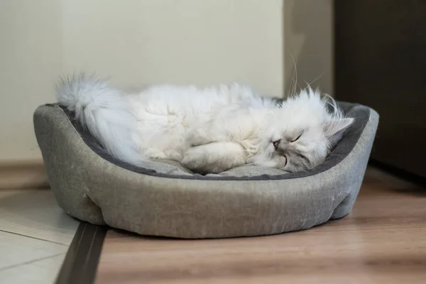 Perzische Chinchilla Kat Met Een Zilveren Tint Pluizig Lang Haar — Stockfoto