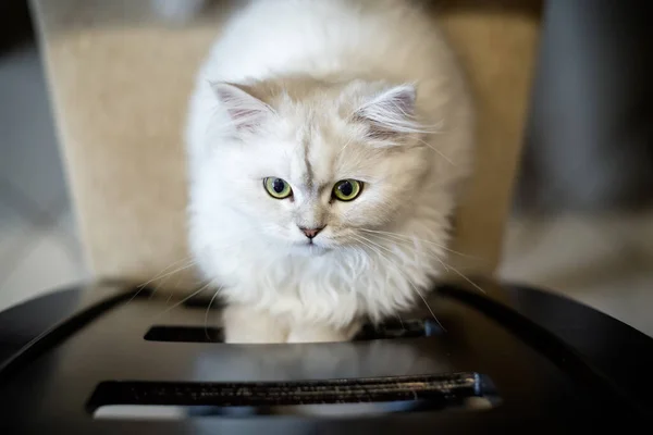 Vista Superior Cerca Hermoso Gato Chinchilla Persa Con Cabello Largo —  Fotos de Stock