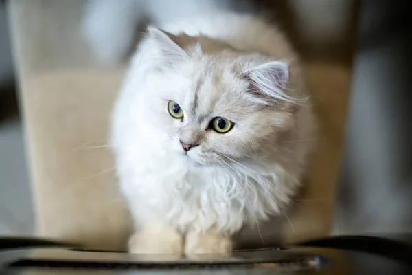 Vista Superior Cerca Hermoso Gato Chinchilla Persa Con Cabello Largo —  Fotos de Stock