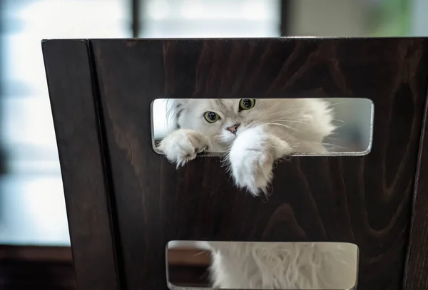 Vista Cerca Hermoso Gato Chinchilla Persa Con Cabello Largo Plateado —  Fotos de Stock