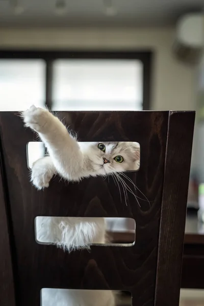 Vista Vicino Bellissimo Gatto Cincillà Persiano Con Capelli Lunghi Argentei — Foto Stock