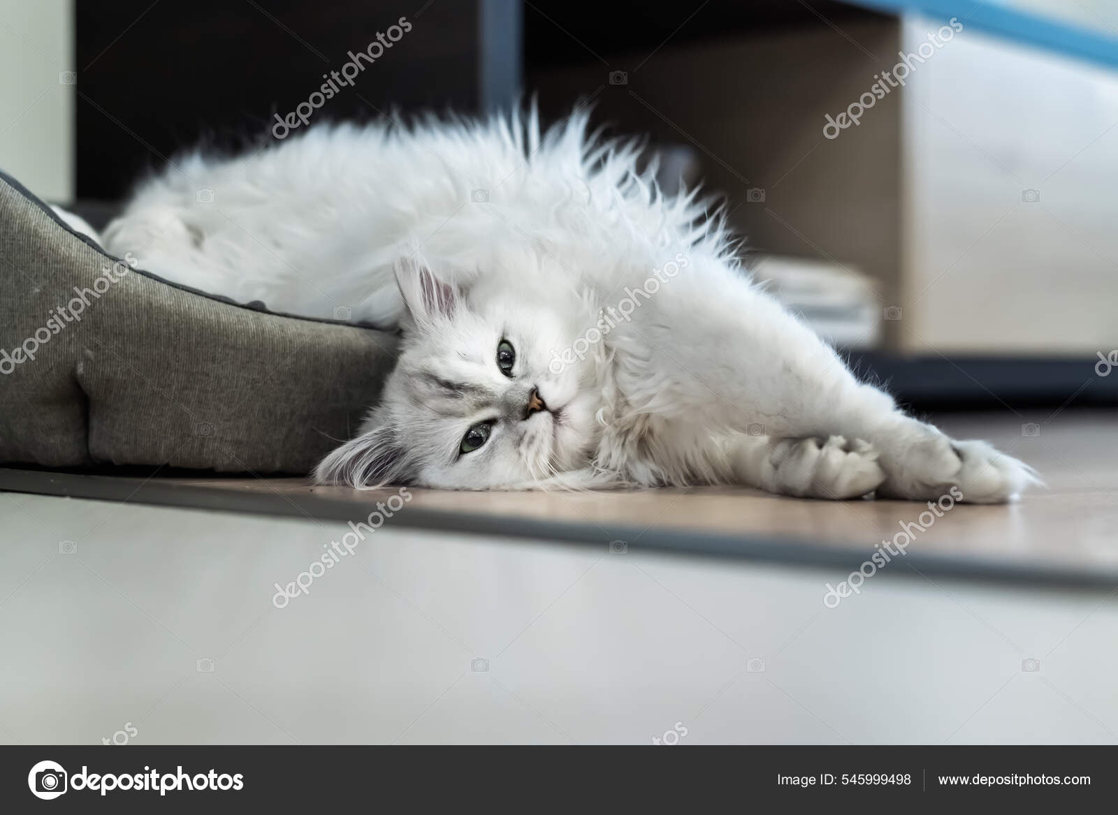 Persian Kitties Silver Chinchilla Persian Cat Silver Shaded