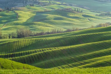 İnanılmaz bir bahar sabahı Toskana 'nın göbeğindeki yeşil tepeler arasında