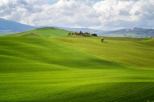 Increíble Mañana Primavera Entre Pintorescas Colinas Verdes Corazón Toscana — Foto de Stock