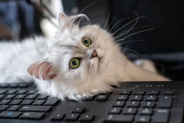Closeup View White Persian Chinchilla Cat Lying Black Computer Keyboard — Stock Photo, Image