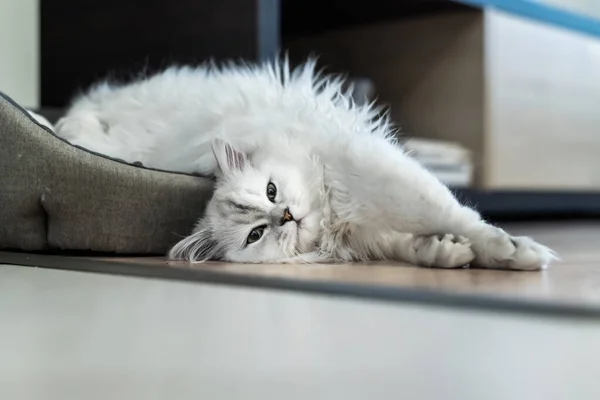 Perzisch Zilver Gearceerde Chinchilla Kat Pluizig Langharig Met Groene Ogen — Stockfoto