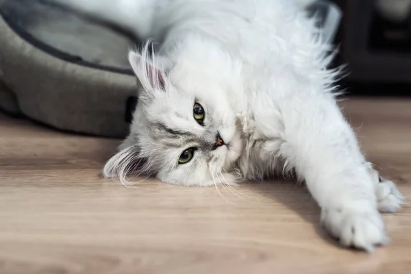 Perzisch Zilver Gearceerde Chinchilla Kat Pluizig Langharig Met Groene Ogen — Stockfoto