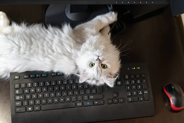 Vista Vicino Del Gatto Cincillà Persiano Bianco Sdraiato Sulla Tastiera — Foto Stock