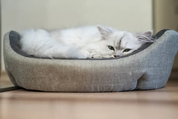 波斯金丝雀猫 有银色的树荫 蓬松的长发 绿色的眼睛 蜷缩在猫床上 — 图库照片