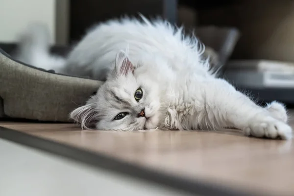 Perská Stříbřitě Zbarvená Kočka Činčila Chlupatá Dlouhými Vlasy Zelenýma Očima — Stock fotografie