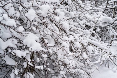 Karla kaplı ağaç dalları ile soyut kış arkaplanı 