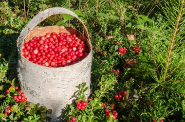 inek-berry sepetle sak.