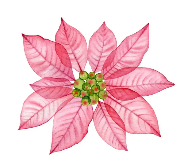 Χριστουγεννιάτικο λουλούδι poinsettia με διαφανή πέταλα. Υδατογραφία ζωγραφισμένη στο χέρι floral εικονογράφηση για χειμερινές διακοπές, ευχετήριες κάρτες, πανό, ημερολόγια — Φωτογραφία Αρχείου