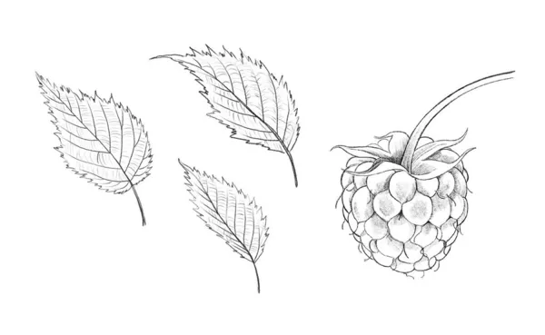 Малина плодоносить і листя. Ескіз олівця літніх ягід. Ботанічна ілюстрація, намальована рукою, ізольована на білому тлі. Реалістичний малюнок — стокове фото