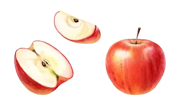 Акварель червоне яблуко. Реалістичні фрукти, половина, шматочок. Набір ботанічних акварельних ілюстрацій. Соковиті твори мистецтва з стиглою солодкою їжею для дизайну етикетки — стокове фото