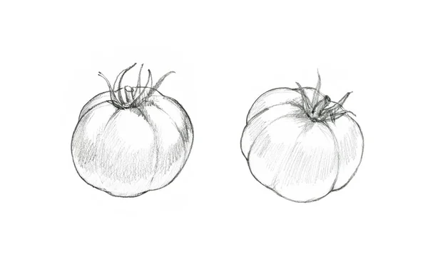 Ескіз томатів олівцем. Ботанічна рука намальована харчова ілюстрація ізольована на білому тлі. Реалістичний малюнок з стиглими соковитими вишнями . — стокове фото
