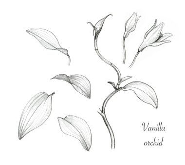 Vanilya orkidesi. İzole elementler: çiçekler, tomurcuklar ve yapraklar. Egzotik bitkinin kalem çizimi. Botanik el, bilimsel illüstrasyon çizdi. Siyah beyaz gerçekçi çizimlerin koleksiyonu