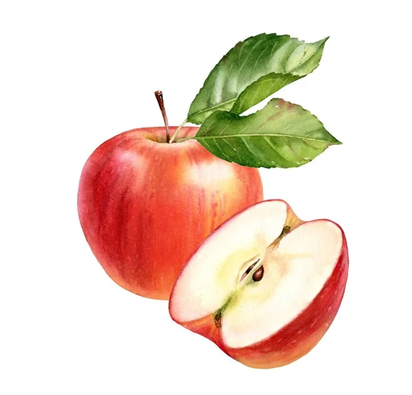 Suluboya kırmızı elma. Tamamı, yarısı ve yaprakları olan gerçekçi meyve kompozisyonu. Etiket tasarımı için olgun tatlı yiyeceklerle botanik sanat eserleri, yaz bahçesi — Stok fotoğraf