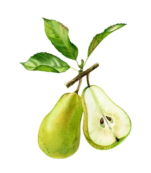 水色の緑の梨。2つの梨の果実、全体と葉の半分。現実的な植物の花の組成。白の孤立したイラスト。手描きエキゾチックな食品デザイン要素 — ストック写真