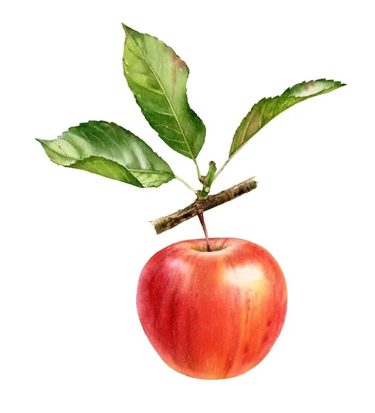 Jablečná větev. Zralé červené ovoce s listy. Realistické botanické květinové složení. Izolovaná ilustrace na bílém. Ručně kreslený exotický potravinářský prvek — Stock fotografie