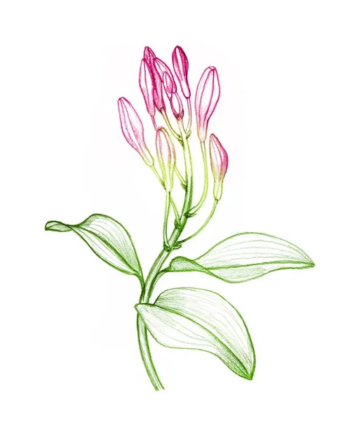 Planta de orquídea. Desenho a lápis colorido. Flores cor de rosa, botões e folhas. Ilustração botânica desenhada à mão isolada sobre fundo branco. Coleção de desenhos realistas — Fotografia de Stock