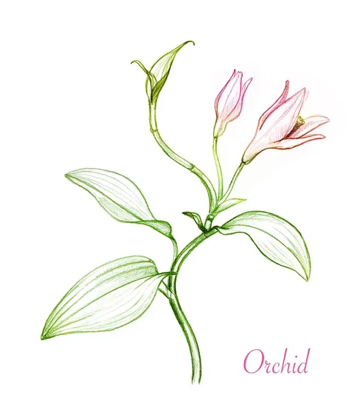 Planta de orquídea dibujo a lápiz de color. Flores, brotes y hojas rosadas. Ilustración botánica dibujada a mano aislada sobre fondo blanco. Colección de dibujos realistas — Foto de Stock