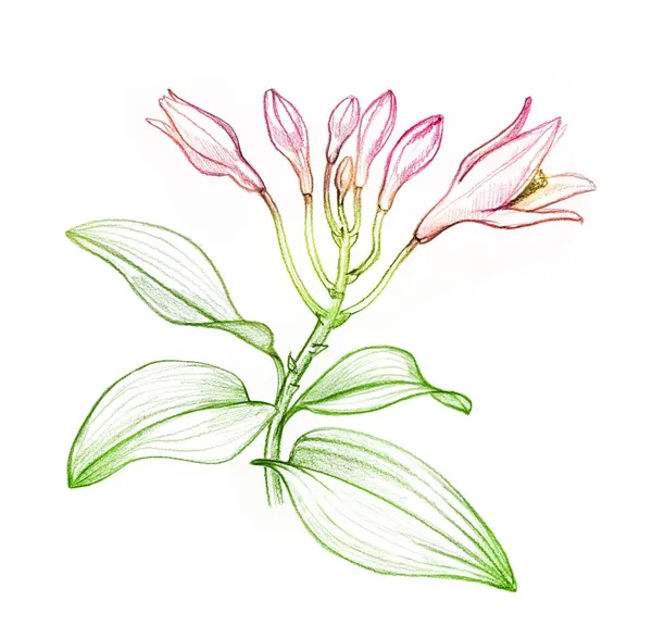 Ескіз орхідей кольорового олівця. Тропічна рослина з рожевими квітами, бруньками і листям. Ботанічна намальована ілюстрація рук ізольована на білому тлі . — стокове фото