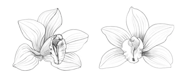 Vanilková orchidejová kresba. Sada izolovaných květin. Botanické ručně kreslené vědecké ilustrace exotických rostlin. Sbírka realistických kreseb v černé a bílé — Stock fotografie