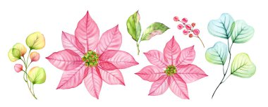 Suluboya Noel çiçekleri koleksiyonu. Pembe noktalı çiçekler, böğürtlen, okaliptüs yaprakları. Soyut şeffaf çiçek. Kış tatili için el boyaması illüstrasyon, tebrik kartları, afişler