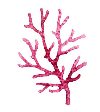 Suluboya kırmızı mercan. Şeffaf deniz bitkisi beyazda izole edilmiş. Gerçekçi bilimsel illüstrasyon. El boyası su altı tasarımı 