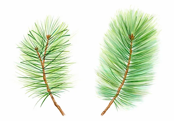 Akvarell set med gröna tallgrenar. Realistiska gröna nålar på gran. Julillustration med nyårsträd för gratulationskort, banderoller, inbjudningar, kalendrar. — Stockfoto