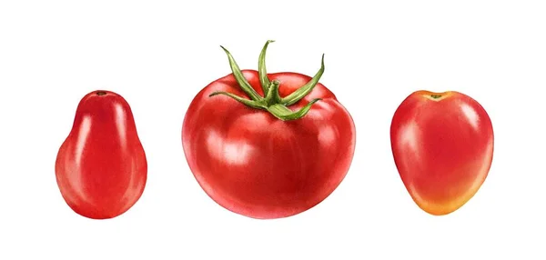 Akwarelowe pomidory. Dojrzałe czerwone owoce zestaw trzech. Realistyczny obraz botaniczny ze świeżymi warzywami. Odizolowana ilustracja na białym. Ręcznie rysowany element projektu żywności — Zdjęcie stockowe