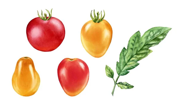 Watercolor cherry tomatoes. Ripe fruits collection of different colours and shapes. Realistic botanical painting with fresh red and yellow vegetables. Hand drawn food design elements — стоковое фото