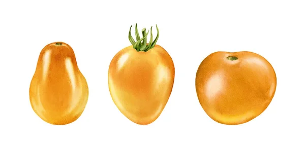 Watercolor yellow tomatoes. Ripe fruits collection of three. Realistic botanical painting with fresh vegetables. Isolated illustration on white. Hand drawn food design element — стоковое фото