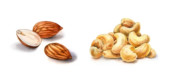Watercolor nuts. Almonds and cashew. Realistic botanical illustration with three nuts. Hand painted food clipart in brown beige color for label design — Photo