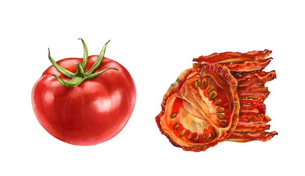 Watercolor tomatoes. Ripe red and sun dried tomato slice. Realistic botanical clipart with fresh vegetables. Isolated illustration on white. Hand drawn food label design element — ストック写真