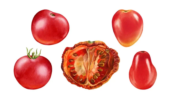 Akwarelowe pomidory. Dojrzałe czerwone owoce zestaw pięciu. Kawałek suszonych pomidorów. Realistyczny klif botaniczny ze świeżymi warzywami. Odizolowana ilustracja na białym. Ręcznie rysowany element projektu żywności — Zdjęcie stockowe