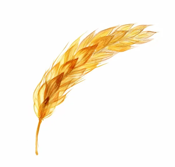 Akwarela przezroczysta pszenica. Ilustracja zbiorów zbóż wyizolowana na białym. Ręcznie malowane ilustracje botaniczne upraw — Zdjęcie stockowe