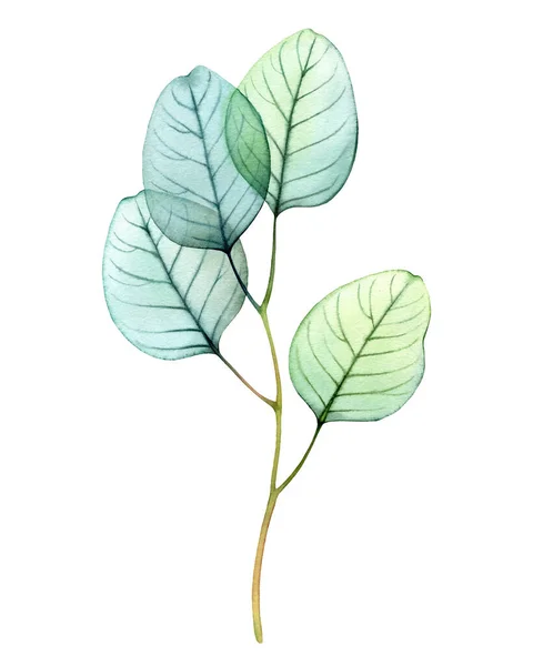Акварель Прозрачная ветвь эвкалипта. Ручная рисованная ботаническая иллюстрация, изолированная на белом. Абстрактный элемент цветочного дизайна — стоковое фото