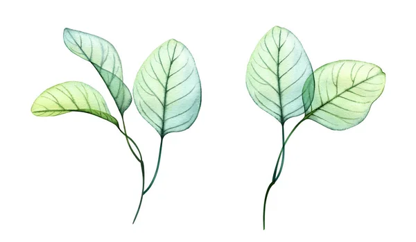 수채류 유클리드 나뭇가지 세트. 손으로 그린 식물학적 인 삽화가 흰색에 분리되어 있다. 추상적 인 투명 한 잎사귀 수집 품 — 스톡 사진